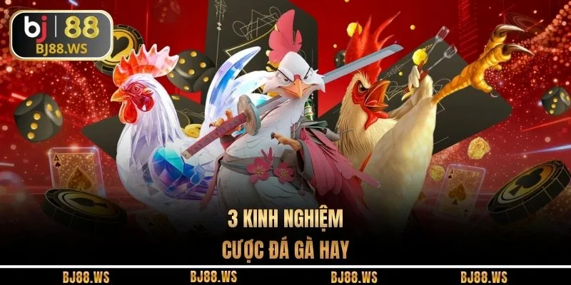 3 kinh nghiệm cược đá gà hay