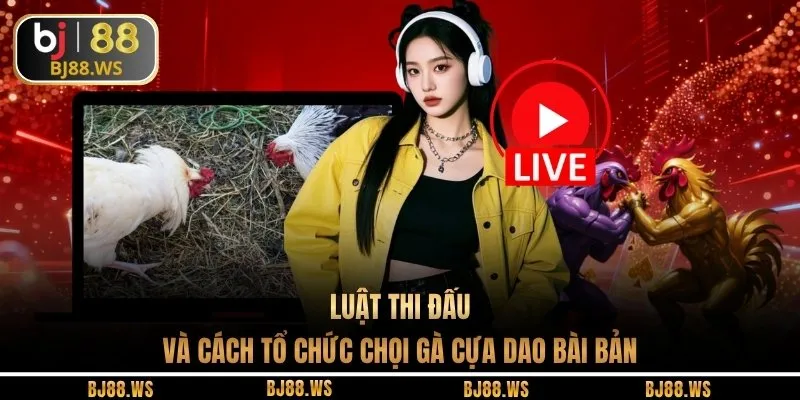 Luật thi đấu và cách tổ chức chọi gà cựa dao bài bản