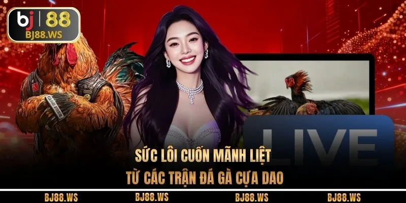 Sức lôi cuốn mãnh liệt từ các trận đá gà cựa dao